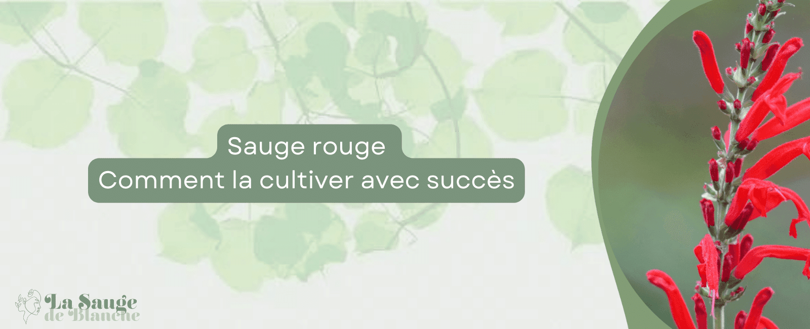 Sauge rouge bannière