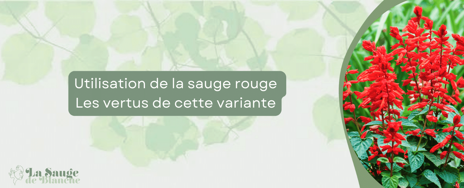 Utilisation de la sauge rouge