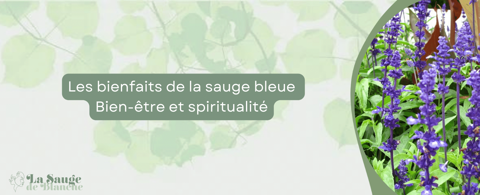 bienfaits de la sauge bleue