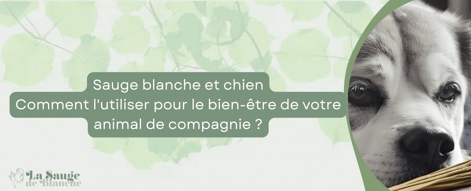 la sauge blanche et les chiens bannière
