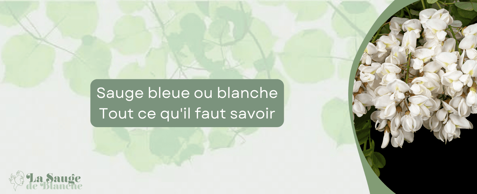 Sauge bleue ou blanche : tout ce qu’il faut savoir