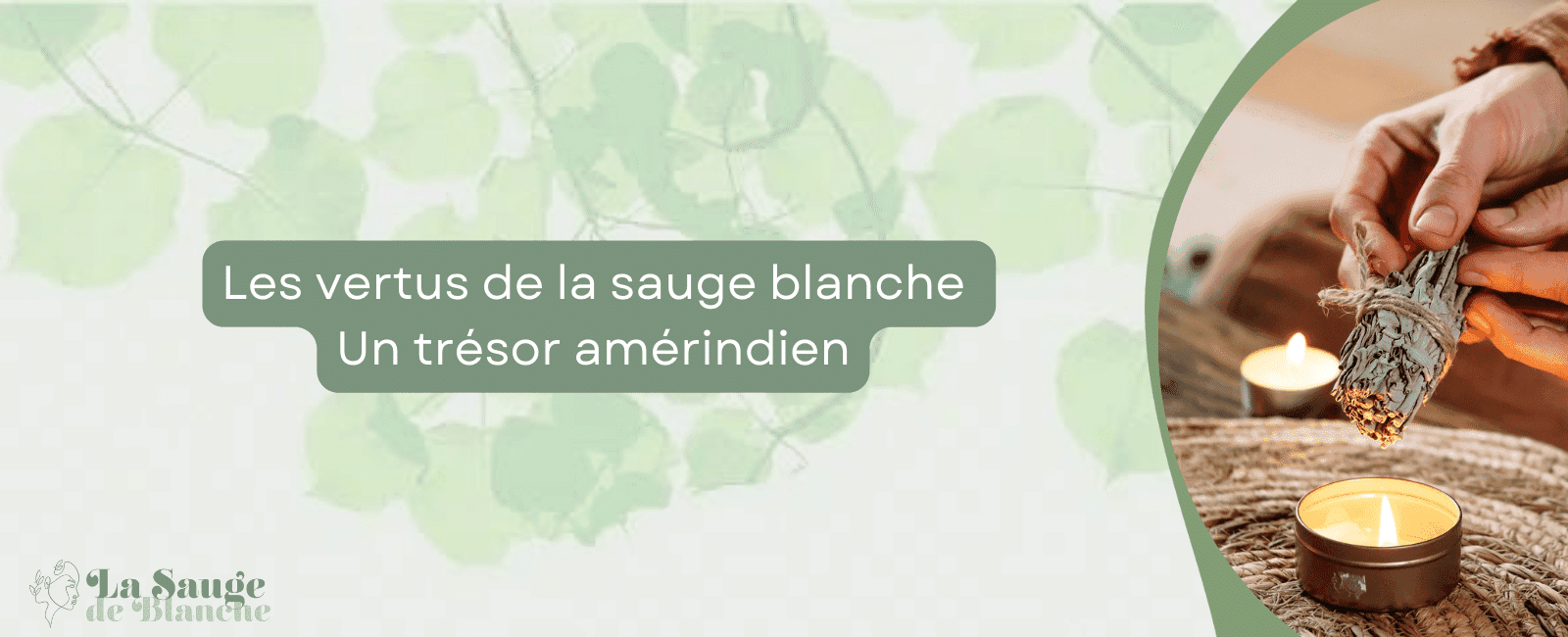 Les vertus de la sauge blanche bannière