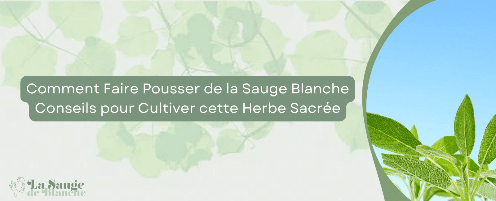 Comment Faire Pousser de la Sauge Blanche