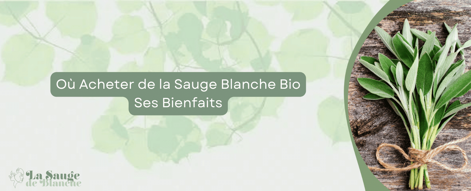 Où Acheter de la Sauge Blanche Bio