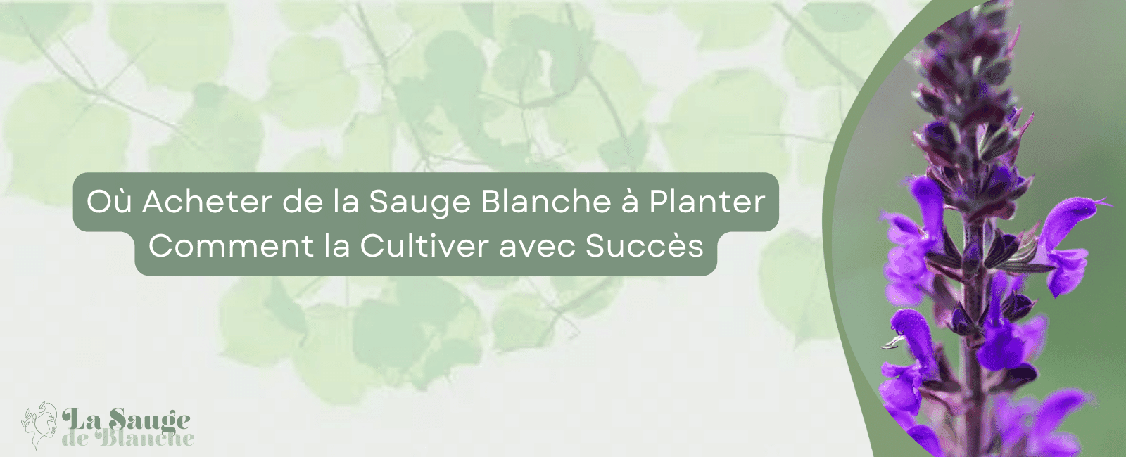 Où Acheter de la Sauge Blanche à Planter