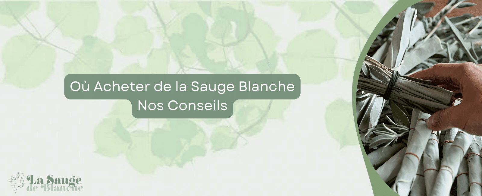Où Acheter de la Sauge Blanche