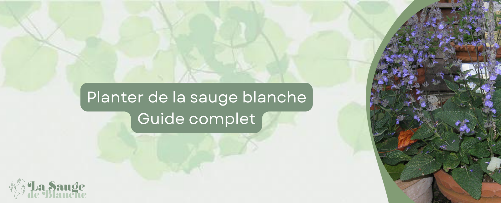 Planter de la sauge blanche