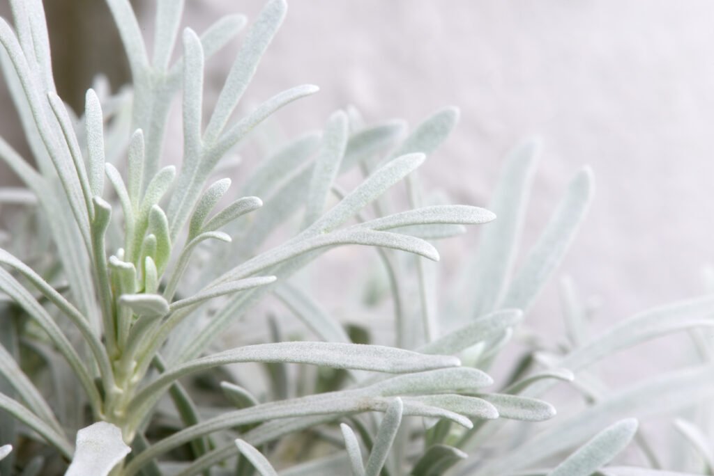 Différence entre la sauge officinale et la sauge blanche 2