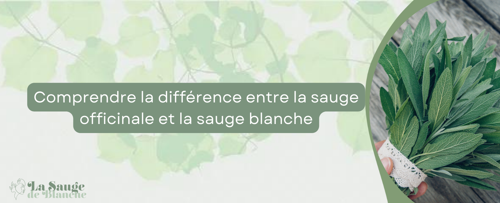 Différence entre la sauge officinale et la sauge blanche