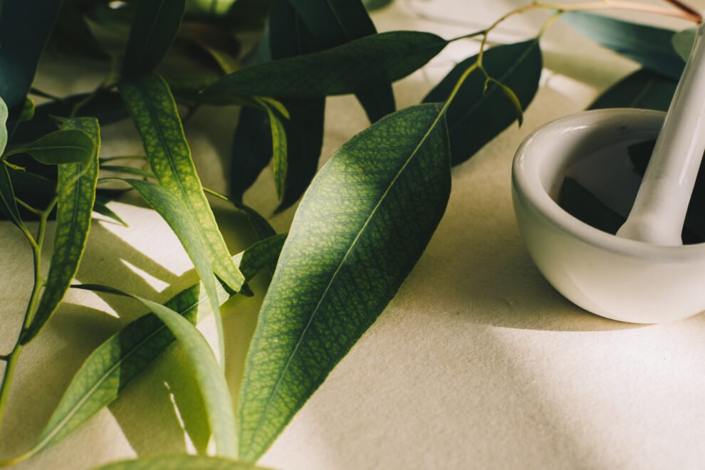 La différence entre la sauge officinale et la sauge blanche